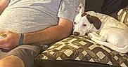 Pearl Baehr joined the competition — help win amazing prizes! man, dog, couch, pillow, glasses, beard, tattoo, shorts, tshirt, living_room, relaxed, pet, resting, indoor, brown, white, decorative, seated, casual, comfort