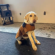 Moose joined the competition — help win amazing prizes! animal, brown_coat, calm, canine, cat_tree, curious, dog, floor, furniture, indoor, labrador, light, looking, mat, obedient, pet, room, shadow, sitting, window