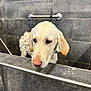 Moose joined the competition — help win amazing prizes! animal, bath, bathroom, canine, closeup, dog, ears, fur, golden_retriever, gray_tiles, head, indoor, looking_down, metal_handrail, nostrils, pet, snout, tile, water_droplets, wet
