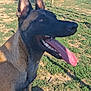dog, canine, animal, outdoor, grass, sunlight, tongue, happy, pet, ears, snout, playground, daytime, nature, fence, shadow, running_area, agility_equipment, brown_fur, black_face