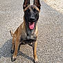 Vaya participe au concours pour gagner de l'argent avec cette photo : dog, belgian_malinois, canine, pet, animal, outdoor, gravel, driveway, greenery, bushes, ears, tongue, sitting, happy, sunlight, shadow, fence, nature, portrait, closeup
