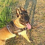 Vaya a rejoint le concours — aidez-le/la à gagner de superbes lots ! dog, belgian_malinois, harness, tongue_out, grass, sunlight, shadow, outdoor, pet, animal, canine, brown_fur, black_fur, ears_up, alert, nature, field, daylight, happy, playful