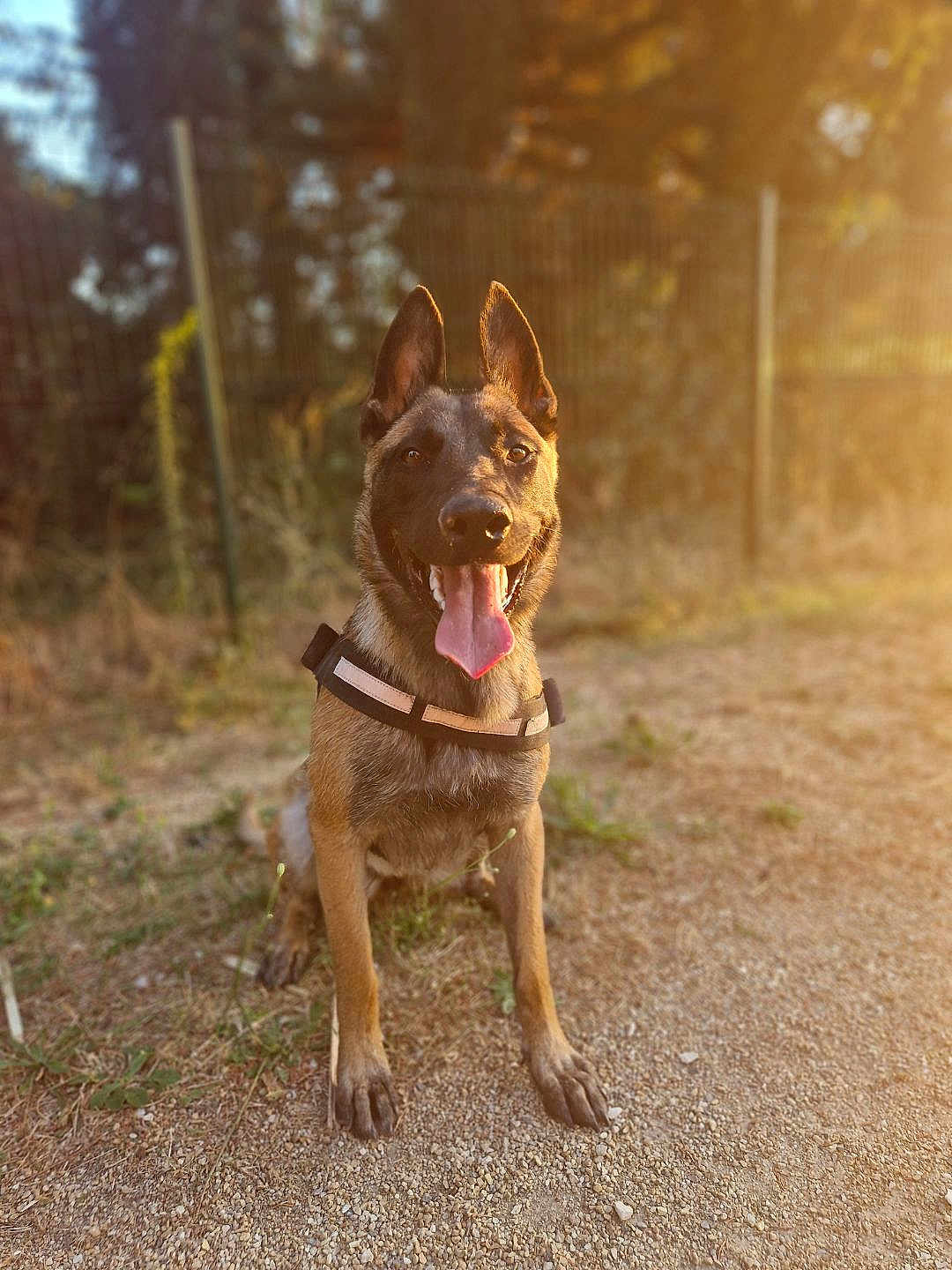 Vaya a rejoint le concours — aidez-le/la à gagner de superbes lots ! dog, canine, pet, animal, outdoor, sunlight, golden_hour, happy, tongue_out, sitting, fur, ears, collar, nature, grass, gravel, fence, daytime, portrait, smiling