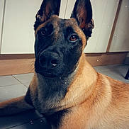 Vaya participe au concours pour gagner de l'argent avec cette photo : dog, canine, pet, indoor, floor, tile, brown_fur, black_fur, ears, face, animal, mammal, resting, cabinet, home, portrait, looking_at_camera, cute, heart, adorable