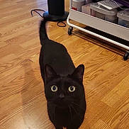 Scar joined the competition — help win amazing prizes! black_cat, cat, indoor, wooden_floor, pet, animal, curious, tail_up, wide_eyes, looking_up, floor, home, furniture, container, rolling_cart, fan, domestic, cute, small_animal, quiet