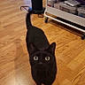 black_cat, cat, indoor, wooden_floor, pet, animal, curious, tail_up, wide_eyes, looking_up, floor, home, furniture, container, rolling_cart, fan, domestic, cute, small_animal, quiet