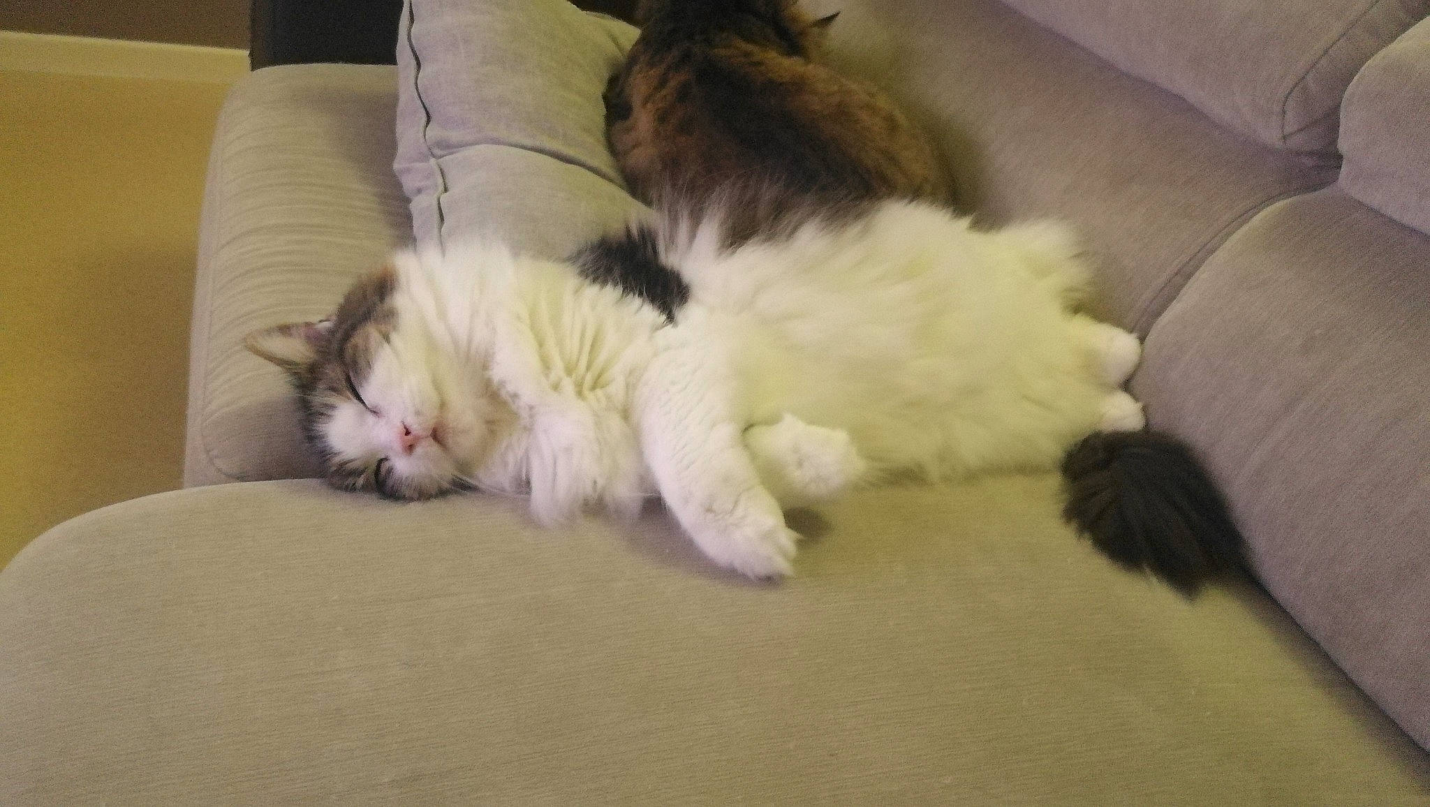 Loulou a rejoint le concours — aidez-le/la à gagner de superbes lots ! carnivore, cat, claw, comfort, companion_dog, couch, dog_breed, domestic_short_haired_cat, fawn, felidae, foot, fur, hardwood, linens, paw, room, small_to_medium_sized_cats, snout, tail, whiskers