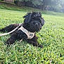 dog, black_dog, puppy, grass, outdoor, nature, leash, harness, pet, canine, field, greenery, fur, animal, park, resting, cute, fluffy, daylight, trees