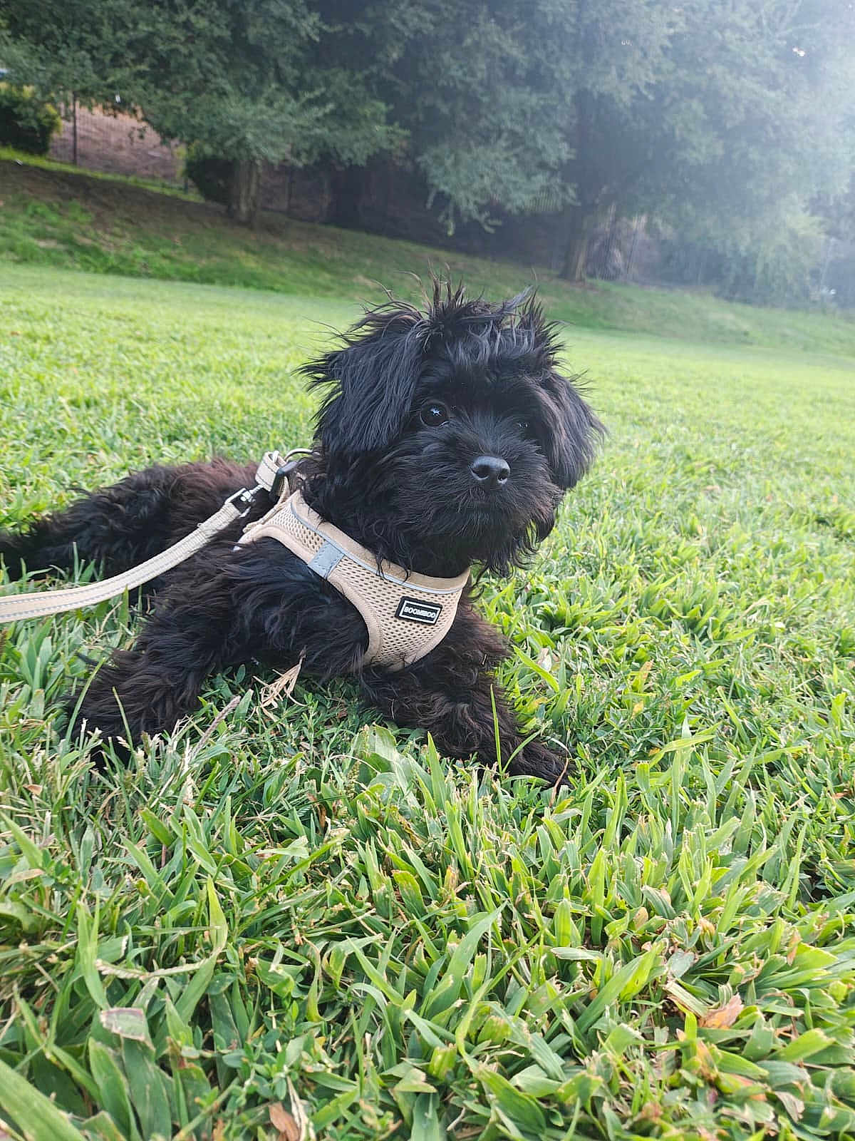 Cash is registered to the contest to win money with this photo: dog, black_dog, puppy, grass, outdoor, nature, leash, harness, pet, canine, field, greenery, fur, animal, park, resting, cute, fluffy, daylight, trees