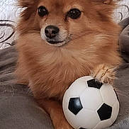Ruby participe au concours pour gagner de l'argent avec cette photo : dog, small_dog, fluffy, brown_fur, long_hair, pointed_ears, portrait, sitting, couch, blanket, soccer_ball, paw, pet, indoors, cozy, cute, adorable, looking_at_camera, animal, home