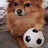 dog, small_dog, fluffy, brown_fur, long_hair, pointed_ears, portrait, sitting, couch, blanket, soccer_ball, paw, pet, indoors, cozy, cute, adorable, looking_at_camera, animal, home