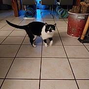 Regliss a rejoint le concours — aidez-le/la à gagner de superbes lots ! cat, black_and_white, tiled_floor, indoor, furniture, table, chair, bucket, wood_logs, curious, pet, animal, floor_tiles, domestic, home, feline, walking, looking, shadow, cozy
