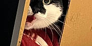 Regliss a rejoint le concours — aidez-le/la à gagner de superbes lots ! cat, black_and_white, cardboard_box, peek, curious, wide_eyes, whiskers, red_blanket, indoor, pet, feline, close_up, cozy, animal, face, fur, cute, domestic, playful, resting