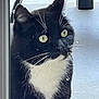cat, tuxedo_cat, black_and_white, whiskers, yellow_eyes, curious, indoor, glass_door, pet, animal, fur, close_up, portrait, looking, window, reflection, outdoor_background, daylight, feline