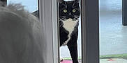 Reeplay participe au concours pour gagner de l'argent avec cette photo : cat, tuxedo_cat, door, curious, indoor, outdoor, glass, window, floor, white, black, pet, animal, feline, looking, open_door, home, background, light, blur