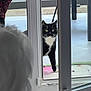 cat, tuxedo_cat, door, curious, indoor, outdoor, glass, window, floor, white, black, pet, animal, feline, looking, open_door, home, background, light, blur