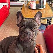 Avane participe au concours pour gagner de l'argent avec cette photo : close_up, coffee_table, companion, cute, decor, dog, ears, french_bulldog, furniture, hand, indoor, jar, living_room, person, pet, red_couch, relaxing, television, water_bottle, wooden_floor