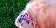 Talya participe au concours pour gagner de l'argent avec cette photo : dog, golden_retriever, grass, outdoor, happy, tongue_out, pet, animal, fur, playful, nature, canine, rolling, summer, green, mammal, joyful, cute, tongue, relaxed