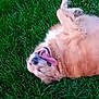 dog, golden_retriever, grass, outdoor, happy, tongue_out, pet, animal, fur, playful, nature, canine, rolling, summer, green, mammal, joyful, cute, tongue, relaxed