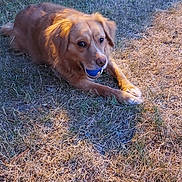Talya a rejoint le concours — aidez-le/la à gagner de superbes lots ! dog, ball, grass, outdoor, pet, canine, playful, animal, brown_fur, mouth, paws, laying_down, nature, sunlight, ground, fur, toy, alert, close_up, daylight