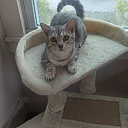 Freya is registered to the contest to win money with this photo: cat, tabby_cat, cat_tree, window, indoor, pet, animal, feline, curious, looking_at_camera, rainy, parking_lot, soft_furniture, home, cozy, resting, ears, whiskers, tail, paws