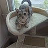 cat, tabby_cat, cat_tree, window, indoor, pet, animal, feline, curious, looking_at_camera, rainy, parking_lot, soft_furniture, home, cozy, resting, ears, whiskers, tail, paws