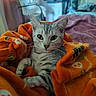 Freya joined the competition — help win amazing prizes! cat, tabby, pet, animal, blanket, orange, indoor, cozy, furniture, chair, bed, soft, relaxed, whiskers, ears, eyes, paws, domestic, cute, resting