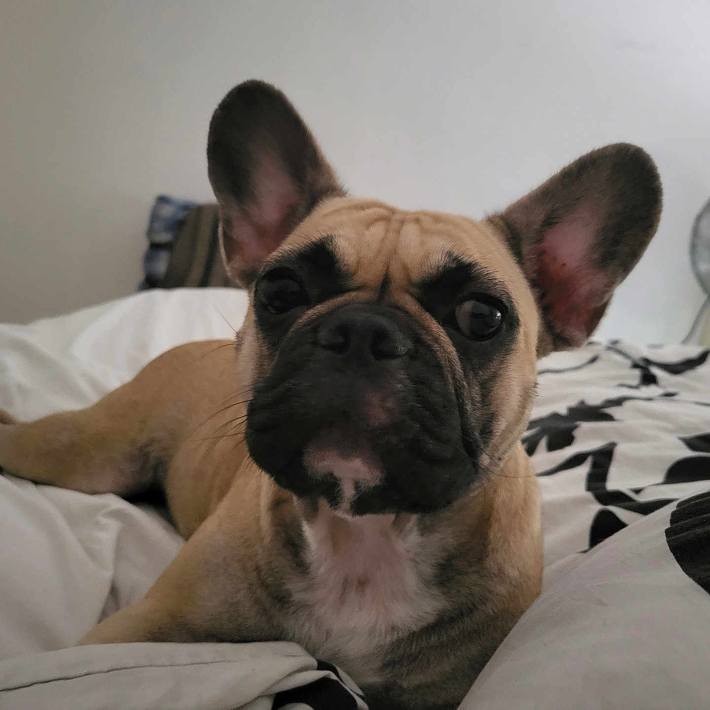 Tekila a rejoint le concours — aidez-le/la à gagner de superbes lots ! animal, bed, blanket, canine, closeup, comfort, cute, dog, domestic, ears, fan, french_bulldog, fur, indoor, muzzle, pet, relaxation, resting, sleepy, whiskers