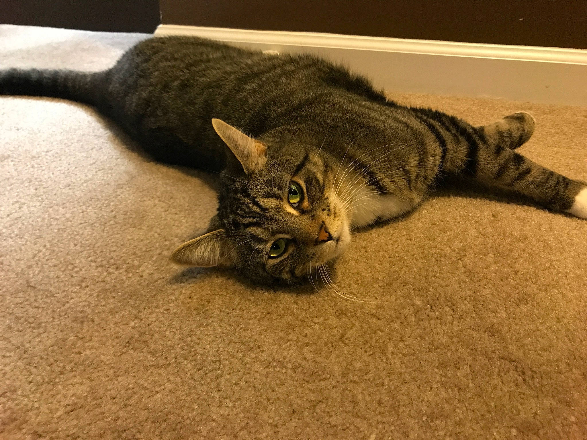 Sven is registered to the contest to win money with this photo: asian, california_spangled, carnivore, cat, claw, domestic_short_haired_cat, dragon_li, european_shorthair, felidae, fur, kitten, mammal, paw, pixie_bob, polydactyl_cat, small_to_medium_sized_cats, tabby_cat, tail, toyger, whiskers