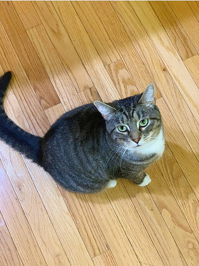Sven joined the competition — help win amazing prizes! asian, carnivore, cat, domestic_short_haired_cat, european_shorthair, felidae, floor, flooring, hardwood, kitten, laminate_flooring, small_to_medium_sized_cats, tabby_cat, tail, whiskers, wood, wood_flooring