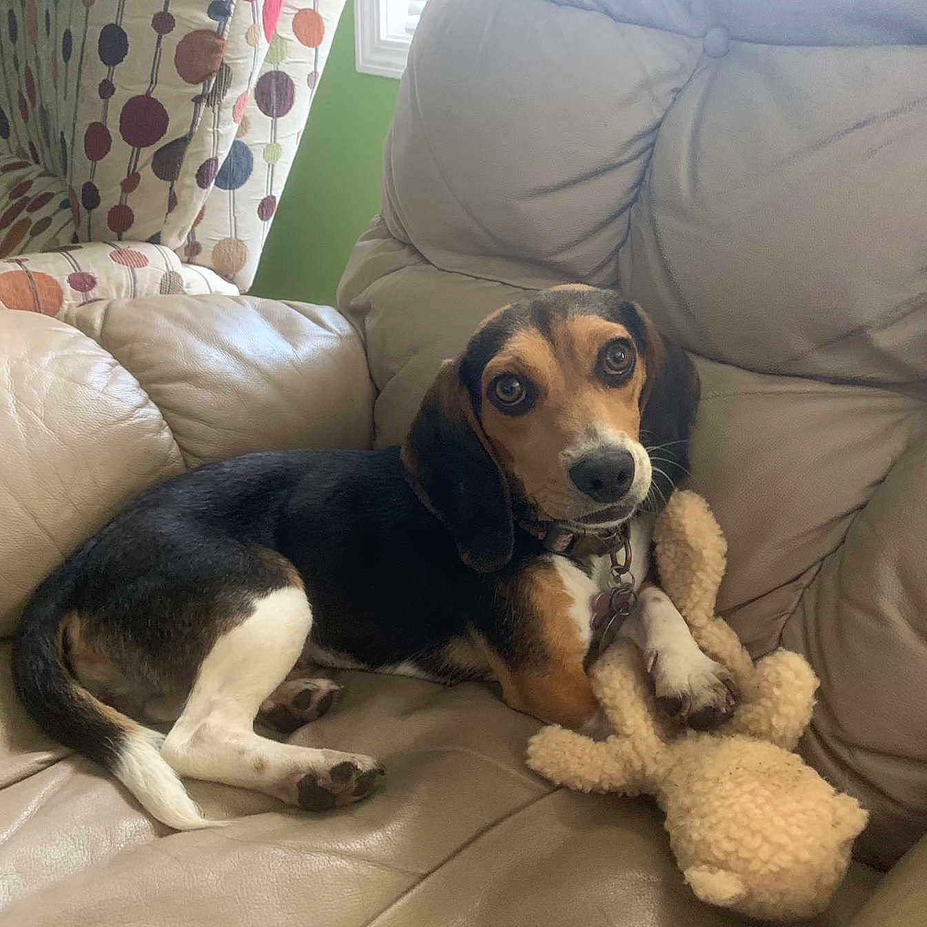 Bailey is registered to the contest to win money with this photo: animal, beagle, black, brown, collar, couch, cute, dog, furniture, home, indoor, leather, patterned_chair, paw, pet, puppy, relaxing, stuffed_toy, white, window