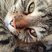 Moshi a rejoint le concours — aidez-le/la à gagner de superbes lots ! cat, tabby_cat, close_up, green_eyes, pink_nose, whiskers, paw, fur, pet, animal, cute, relaxed, sleepy, domestic_cat, feline, closeup, soft, texture, face, portrait