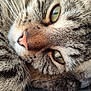 cat, tabby_cat, close_up, green_eyes, pink_nose, whiskers, paw, fur, pet, animal, cute, relaxed, sleepy, domestic_cat, feline, closeup, soft, texture, face, portrait