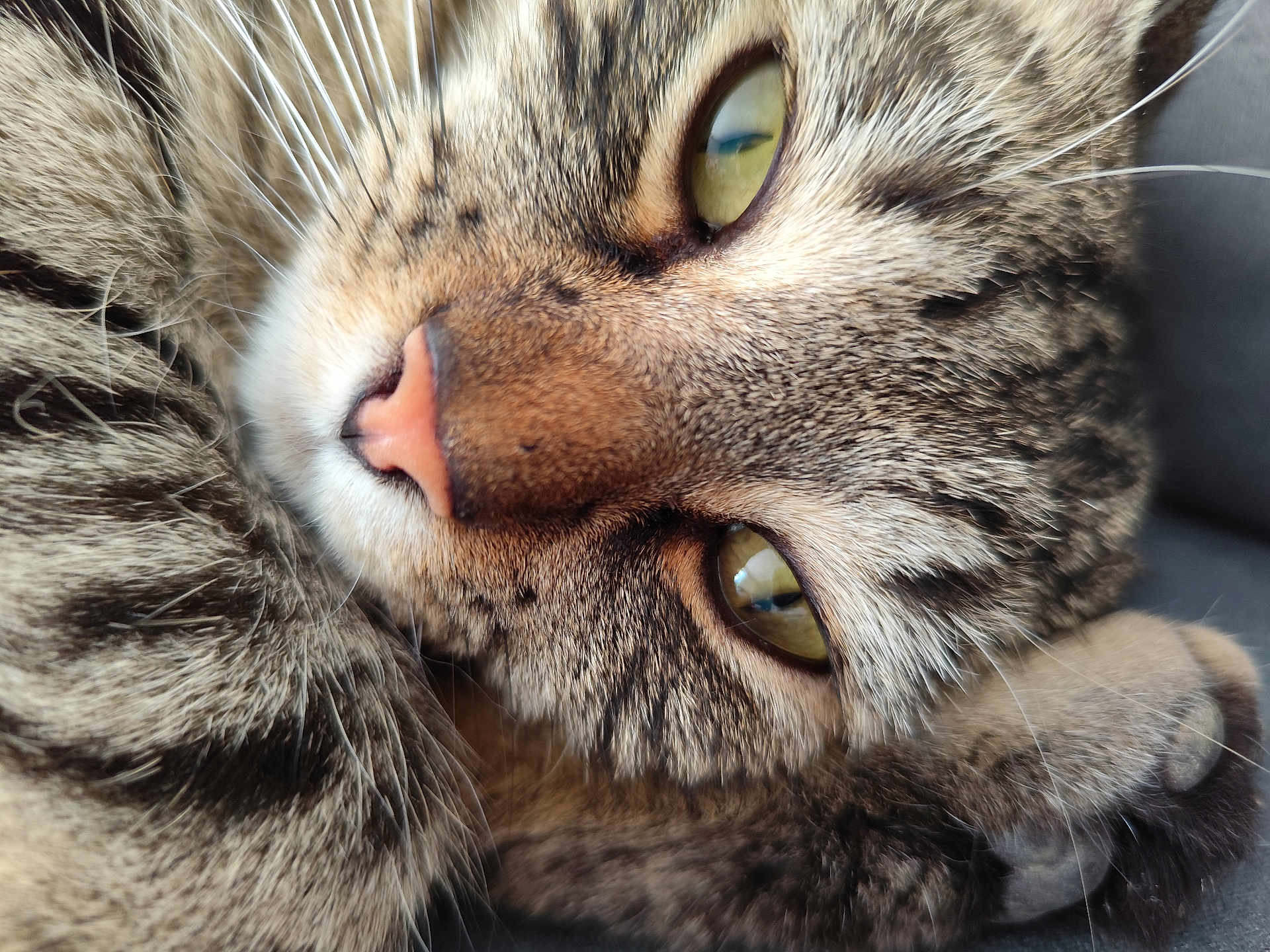 Moshi a rejoint le concours — aidez-le/la à gagner de superbes lots ! cat, tabby_cat, close_up, green_eyes, pink_nose, whiskers, paw, fur, pet, animal, cute, relaxed, sleepy, domestic_cat, feline, closeup, soft, texture, face, portrait