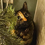 Uzy a rejoint le concours — aidez-le/la à gagner de superbes lots ! cat, tortoiseshell, pine_branch, curious, indoor, wall_socket, greenery, curtain, wide_eyes, pet, animal, feline, close_up, portrait, cozy, shadow, fur, whiskers, collar, floor