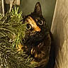 cat, tortoiseshell, pine_branch, curious, indoor, wall_socket, greenery, curtain, wide_eyes, pet, animal, feline, close_up, portrait, cozy, shadow, fur, whiskers, collar, floor