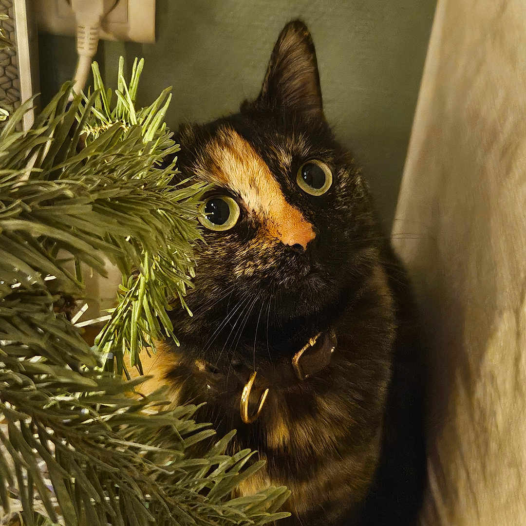Uzy a rejoint le concours — aidez-le/la à gagner de superbes lots ! cat, tortoiseshell, pine_branch, curious, indoor, wall_socket, greenery, curtain, wide_eyes, pet, animal, feline, close_up, portrait, cozy, shadow, fur, whiskers, collar, floor