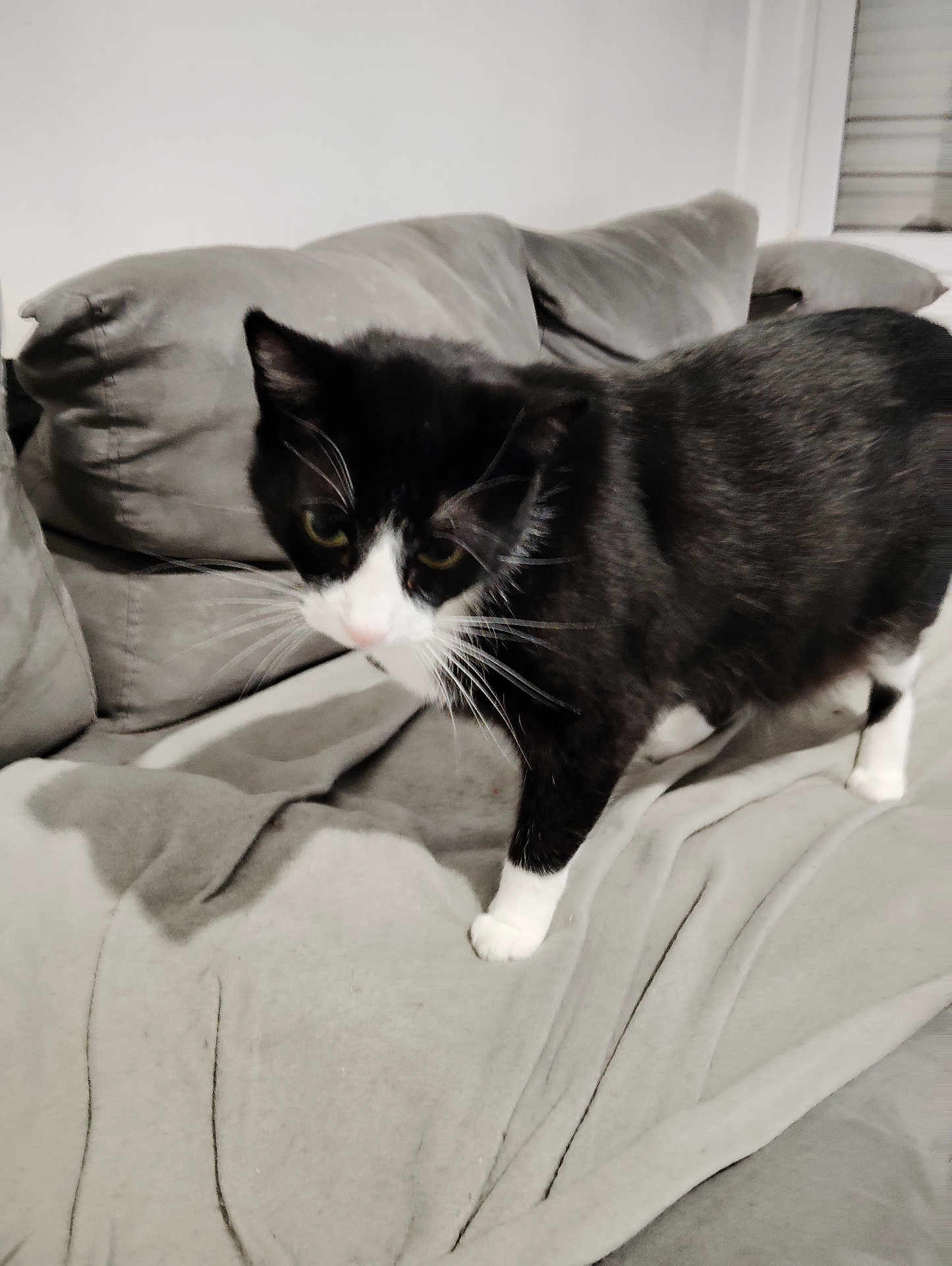 Félix a rejoint le concours — aidez-le/la à gagner de superbes lots ! cat, tuxedo_cat, black_and_white, pet, animal, indoor, couch, blanket, furniture, cozy, whiskers, curious, walking, soft, home, living_room, fur, closeup, domestic_cat, cute