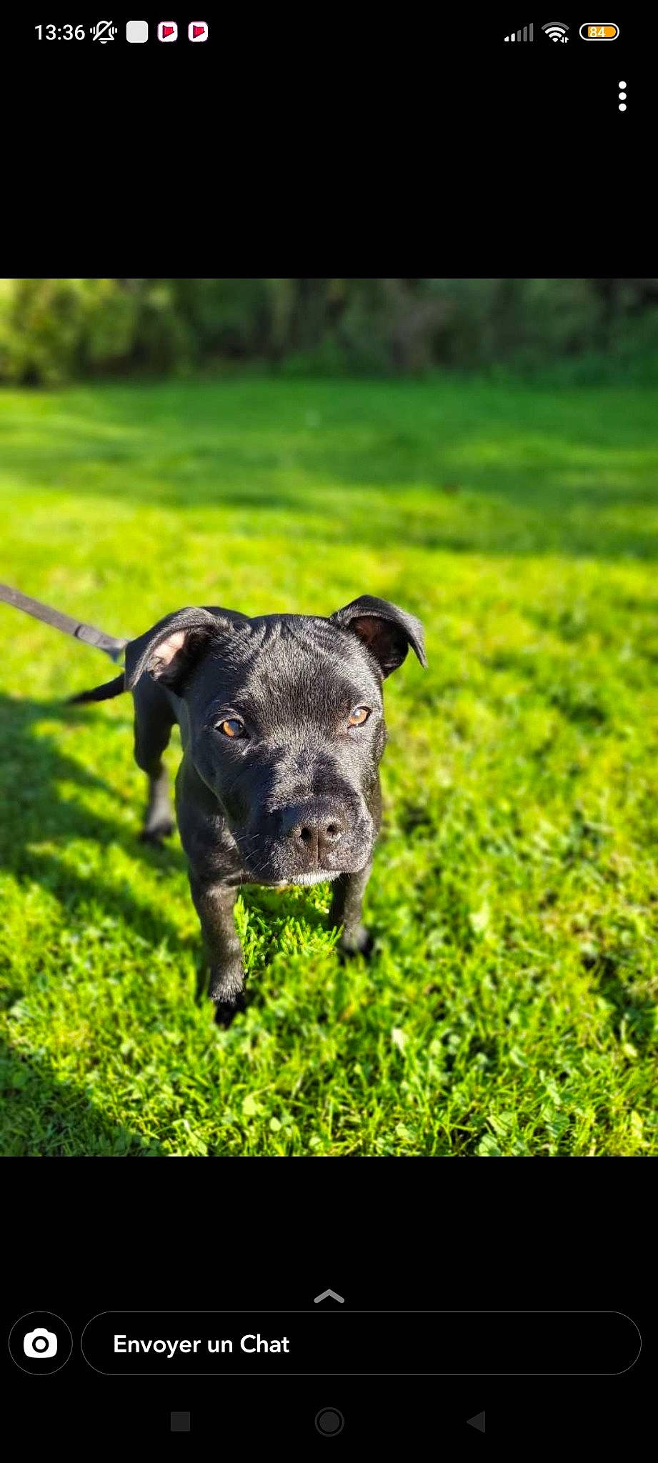 Scoubidoo a rejoint le concours — aidez-le/la à gagner de superbes lots ! borador, bovine, canidae, carnivore, collar, companion_dog, dog, dog_breed, dog_collar, fawn, field, grass, grassland, groundcover, meadow, pasture, plant, sheep, terrestrial_animal, working_animal