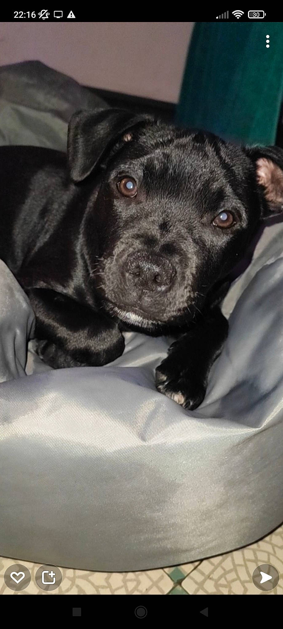 Scoubidoo a rejoint le concours — aidez-le/la à gagner de superbes lots ! borador, canidae, carnivore, comfort, companion_dog, dog, dog_breed, fawn, fur, guard_dog, non_sporting_group, snout, sporting_group, terrestrial_animal, whiskers, working_animal