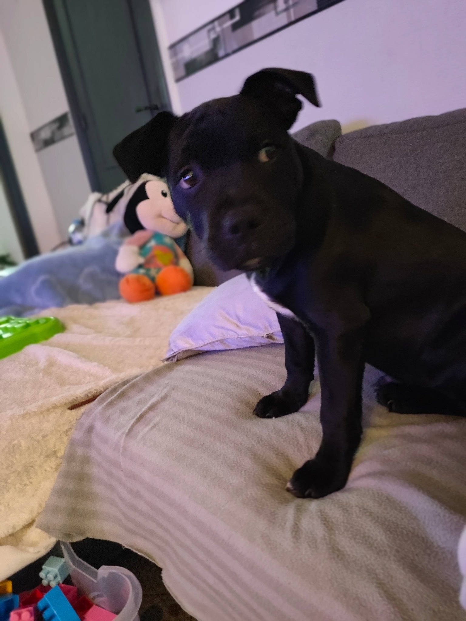 Scoubidoo a rejoint le concours — aidez-le/la à gagner de superbes lots ! borador, canidae, carnivore, comfort, companion_dog, dog, dog_breed, dog_supply, fawn, fur, guard_dog, linens, purple, sporting_group, stuffed_toy, tail, toy, toy_dog, whiskers, working_animal