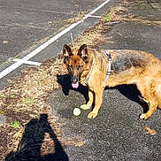 Pica participe au concours pour gagner de l'argent avec cette photo : animal, asphalt, canine, daylight, dog, german_shepherd, grass, harness, leafless_trees, nature, outdoor, park, path, pet, shadow, sunny, tennis_ball, tongue_out, trees, walking_path