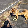 animal, asphalt, canine, daylight, dog, german_shepherd, grass, harness, leafless_trees, nature, outdoor, park, path, pet, shadow, sunny, tennis_ball, tongue_out, trees, walking_path