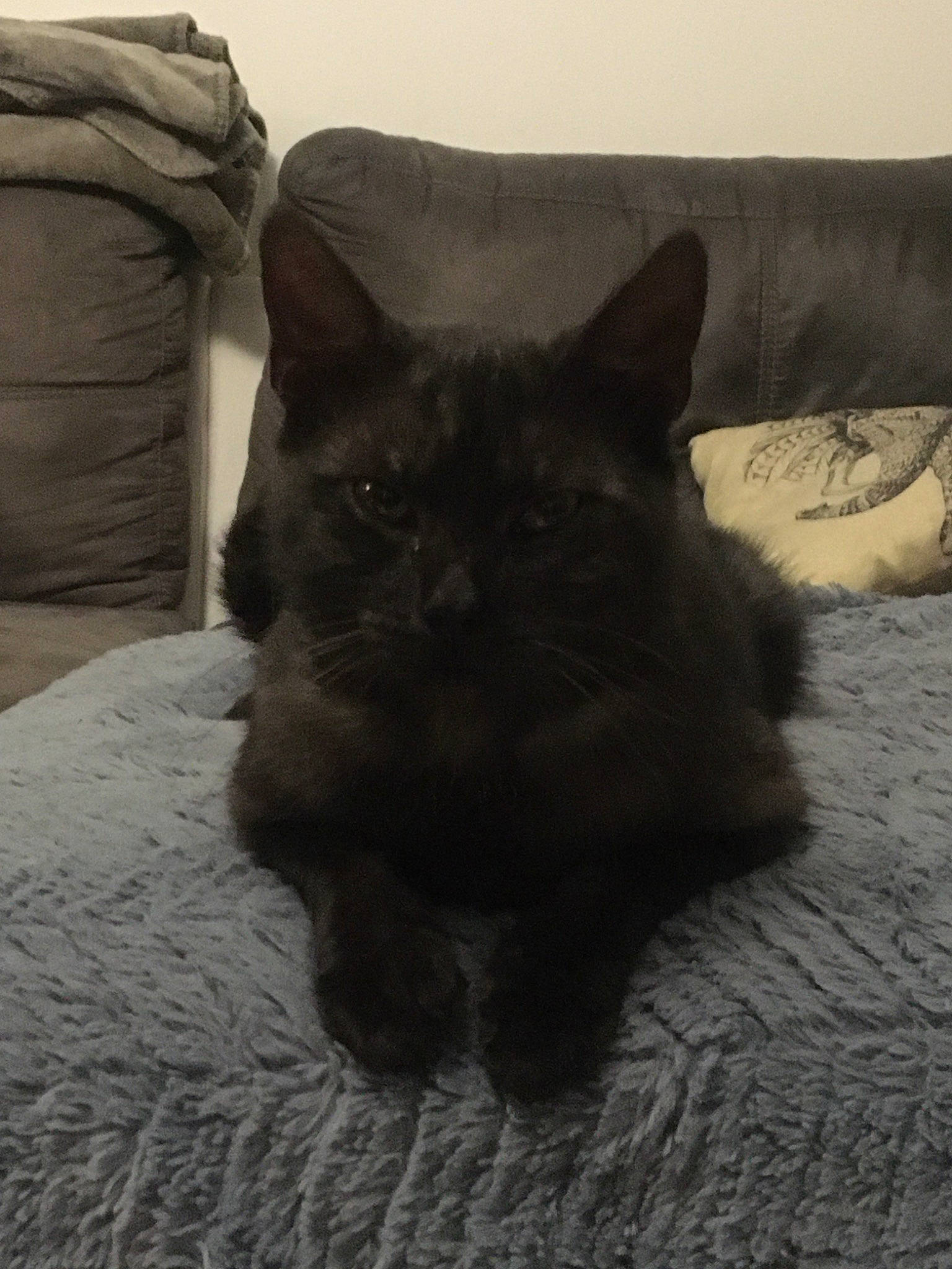 Socrate