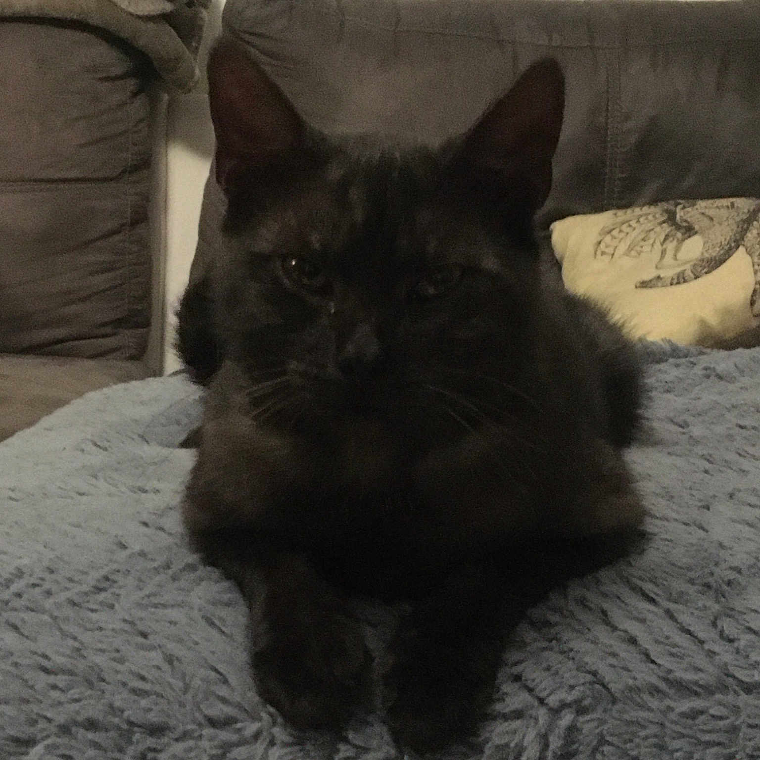 Socrate