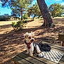 animal, bark, blue_sky, canine, chessboard, daylight, dog, grass, leash, nature, outdoor, park, pet, red_harness, shadows, sitting, small_dog, sunny, trees, wooden_table