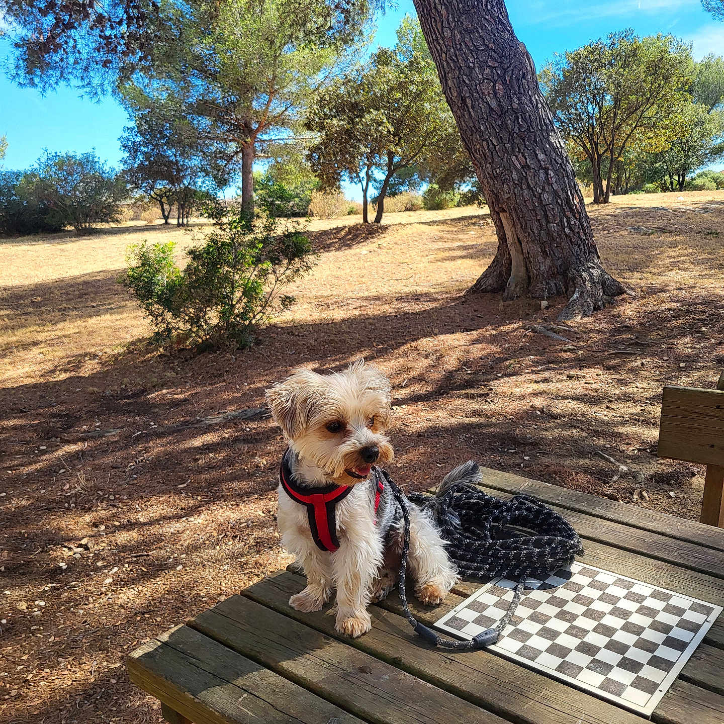 Vigo a rejoint le concours — aidez-le/la à gagner de superbes lots ! animal, bark, blue_sky, canine, chessboard, daylight, dog, grass, leash, nature, outdoor, park, pet, red_harness, shadows, sitting, small_dog, sunny, trees, wooden_table