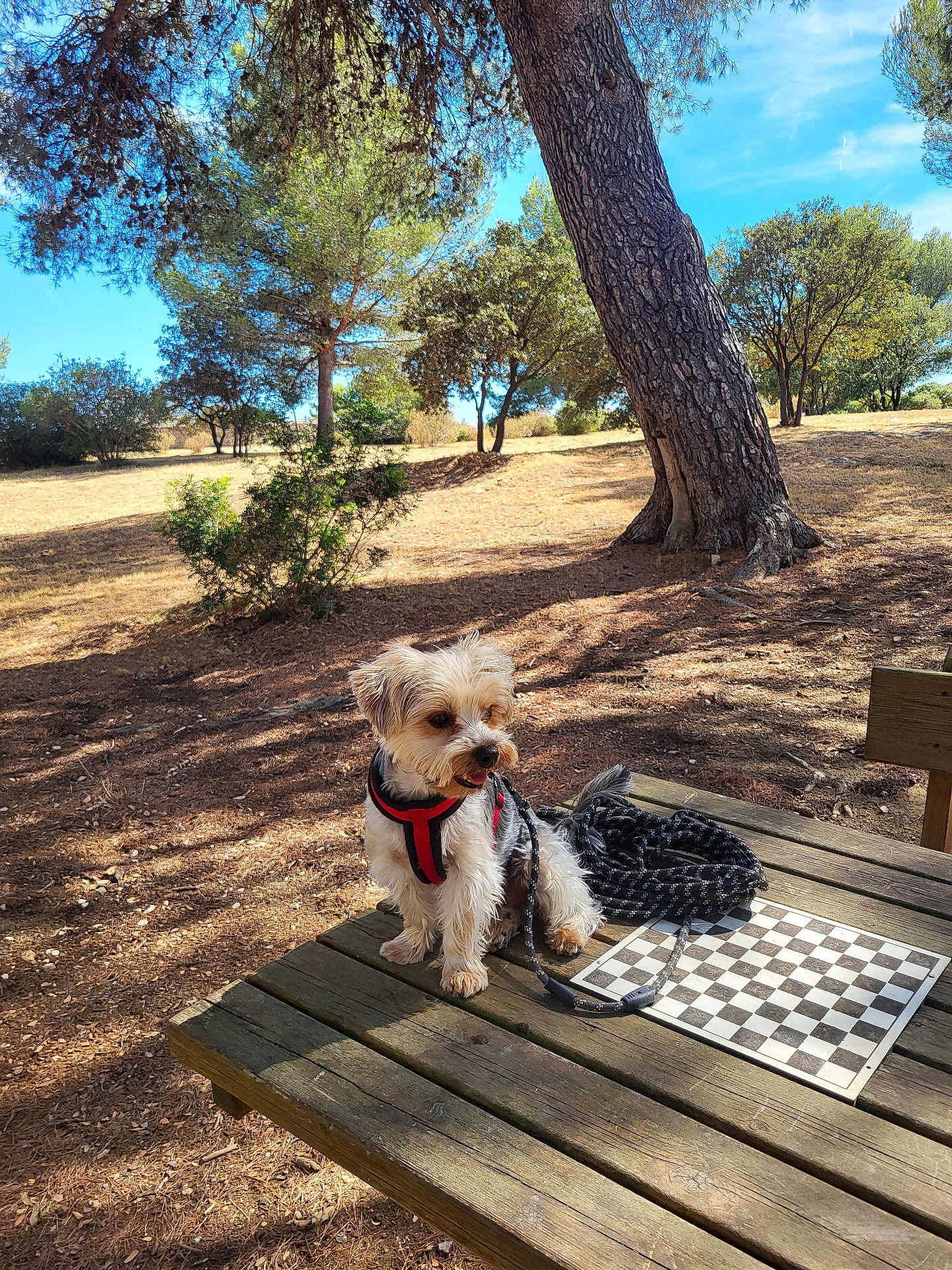 Vigo a rejoint le concours — aidez-le/la à gagner de superbes lots ! animal, bark, blue_sky, canine, chessboard, daylight, dog, grass, leash, nature, outdoor, park, pet, red_harness, shadows, sitting, small_dog, sunny, trees, wooden_table