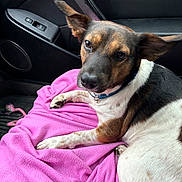 Bruno joined the competition — help win amazing prizes! dog, pet, car_interior, blanket, pink_blanket, seat, window_controls, black_leather, relaxed, fur, ears, collar, looking_up, canine, resting, indoor, animal, companion, closeup, cute