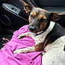 dog, pet, car_interior, blanket, pink_blanket, seat, window_controls, black_leather, relaxed, fur, ears, collar, looking_up, canine, resting, indoor, animal, companion, closeup, cute
